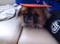 Pekingeser Jason - Waaaaaaaaaaaaaaaas UP !!!! <3