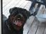 Rottweiler Fury vom hause Desteny (coco) - Hjælper lige med at pudse vinduerne