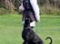 Dobermann Destiny´s Phoenix In The Spotlight aka Bentley