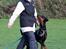 Dobermann Destiny´s Phoenix In The Spotlight aka Bentley