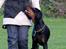 Dobermann Destiny´s Phoenix In The Spotlight aka Bentley