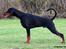 Dobermann Destiny´s Phoenix In The Spotlight aka Bentley - 7 måneder