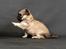Chihuahua Rotten Rita