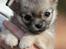 Chihuahua Rotten Rita