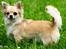 Chihuahua Rotten Rita