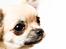 Chihuahua Rotten Rita