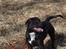 Blanding af racer Trixi (tidl hund) - En tur i dyrehaven er virkelig noget vi kan li ! 