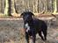 Blanding af racer Trixi (tidl hund) - Hva siger du mor?
