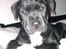 Blanding af racer Trixi (tidl hund)
