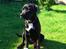 Blanding af racer Trixi (tidl hund)