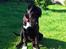 Blanding af racer Trixi (tidl hund) - Der er et eller anden dernede!