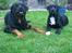 Blanding af racer Trixi (tidl hund) - Trixi ca 6 mdr og far bosco
