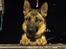 Schæferhund Oline(Tidl. Hund)