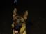 Schæferhund Oline(Tidl. Hund)