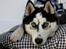 Siberian husky Einstein