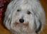 Coton de tulear Ziira