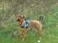 Blanding af racer ( bob ) marley