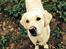 Golden retriever Bertha *Tricksdyret*<33