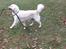 Golden retriever Bertha *Tricksdyret*<33