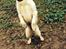 Golden retriever Bertha *Tricksdyret*<33