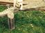 Golden retriever Bertha *Tricksdyret*<33