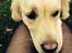 Golden retriever Bertha *Tricksdyret*<33