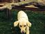 Golden retriever Bertha *Tricksdyret*<33