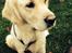 Golden retriever Bertha *Tricksdyret*<33