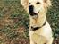 Golden retriever Bertha *Tricksdyret*<33