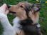 Shetland sheepdog Malik - Mums! Må jeg ikke godt lige få den der godbid?