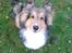 Shetland sheepdog Malik