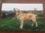 Labrador retriever Creme-Fraiche Caruso