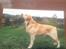 Labrador retriever Creme-Fraiche Caruso