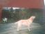 Labrador retriever Creme-Fraiche Caruso