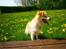 Blanding af racer Japansk spids/beagle Gaius