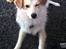 Blanding af racer Japansk spids/beagle Gaius