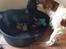 Welsh springer spaniel Flicka †