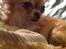 Chihuahua Bella