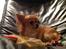 Chihuahua Bella