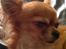 Chihuahua Bella