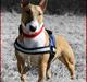 Bullterrier miniature Amy *Himmelhund*