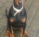 Dobermann sulo