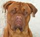 Dogue de bordeaux Max