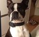 Boston terrier Tyson [Himmelhund]