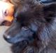 Eurasier Lupo