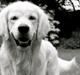 Golden retriever Margaux