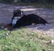 Berner sennenhund Bel Royals Da Lina