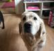 Golden retriever Benny