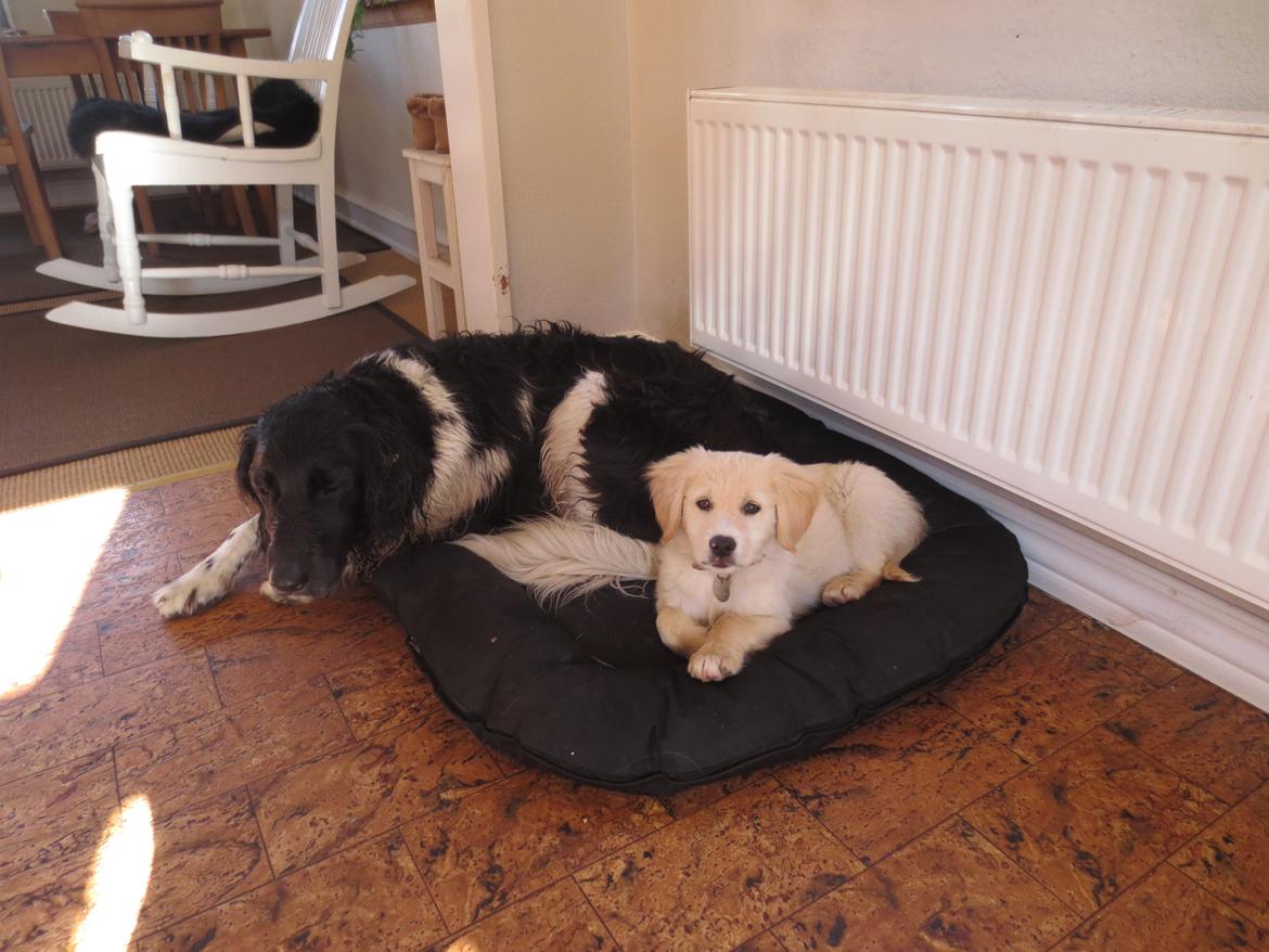 Blanding af racer Balder Himmelhund  billede 11