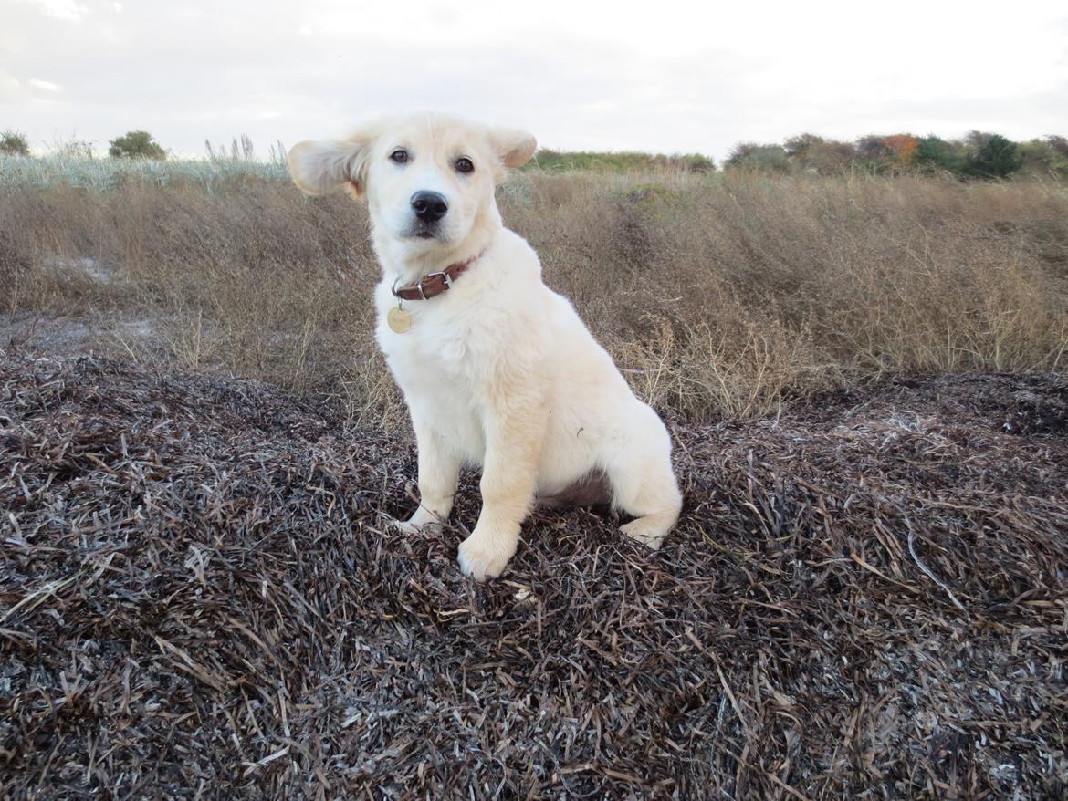 Blanding af racer Balder Himmelhund  billede 12